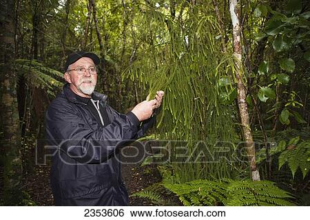 Stock Photograph - A Man Explores The Local Flora Of Ulva Island; New Zealand. Fotosearch