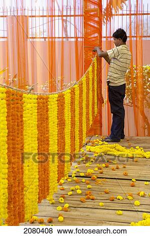 A Man Hanging Yellow And Orange Decorations; Ludhiana, Punjab, India View Large Photo Image Stock Photo - A Man Hanging Yellow And Orange Decorations; Ludhiana, Punjab, India. Fotosearch
