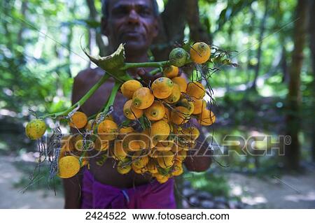 A man holding a cluster of lemons on a branch; Ulpotha, Embogama, Sri Lanka View Large Photo Image Stock Image - A man holding a cluster of lemons on a branch; Ulpotha, Embogama, Sri Lanka. Fotosearch