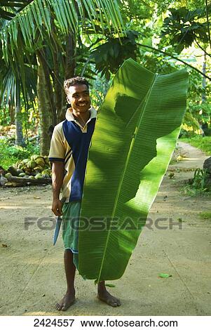 A man holding a very large leaf; Ulpotha, Embogama, Sri Lanka View Large Photo Image Stock Photo - A man holding a very large leaf; Ulpotha, Embogama, Sri Lanka. Fotosearch