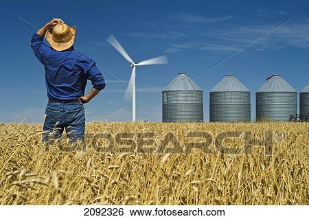 A Man In Spring Wheat Field Viewing Wind Turbines And Grain Bins; St. Leon Manitoba Canada View Large Photo Image Stock Photograph - A Man In Spring Wheat Field Viewing Wind Turbines And Grain Bins; St. Leon Manitoba Canada. Fotosearch