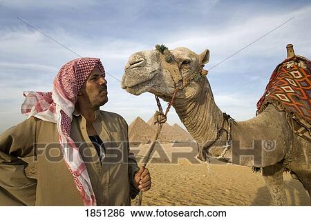 A Man In The Desert With A Camel And The Pyramids In The Background; Cairo, Egypt, Africa View Large Photo Image Stock Photograph - A Man In The Desert With A Camel And The Pyramids In The Background; Cairo, Egypt, Africa. Fotosearch