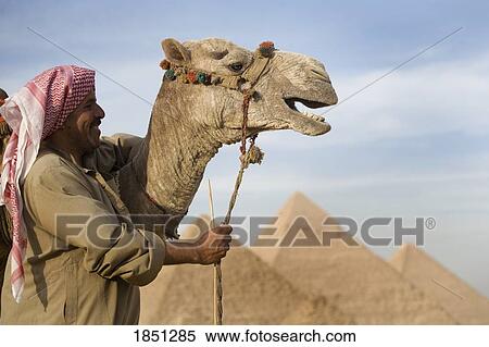 Stock Photography - A Man In The Desert With A Camel And The Pyramids In The Background; Cairo, Egypt, Africa. Fotosearch