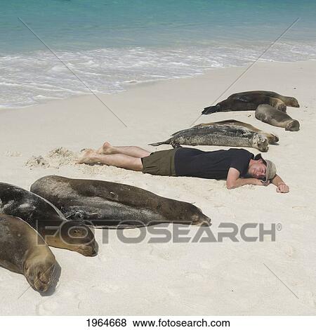 A Man Lays On A White Sand Beach With The Sea Lions (Otariidae); Galapagos Equador View Large Photo Image Stock Photo - A Man Lays On A White Sand Beach With The Sea Lions (Otariidae); Galapagos Equador. Fotosearch