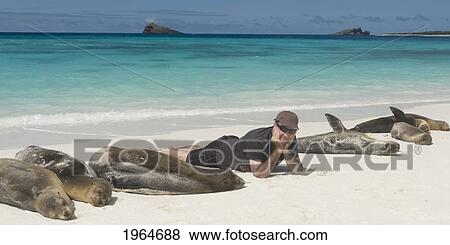 A Man Lays On A White Sand Beach With The Sea Lions (Otariidae); Galapagos Equador View Large Photo Image Stock Photo - A Man Lays On A White Sand Beach With The Sea Lions (Otariidae); Galapagos Equador. Fotosearch