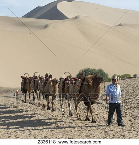 Stock Photo - A Man Leading Camels In A Row With Singing Sand Mountain In The Background; Jiuquan, Gansu, China. Fotosearch