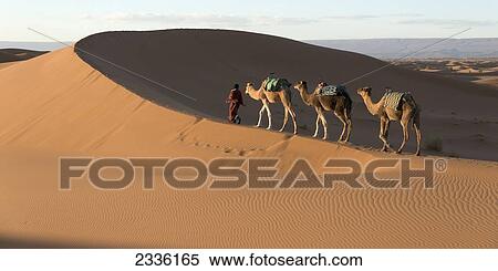 Stock Photography - A Man Leading Camels Over The Erg Chegaga Dunes; Souss-Massa-Draa, Morocco. Fotosearch