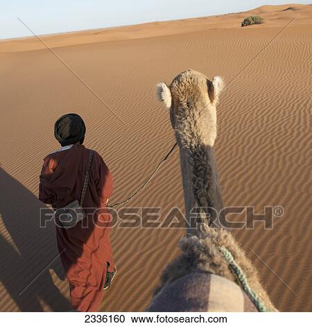 A Man Leads His Camel Over The Erg Chegaga Dunes; Morocco View Large Photo Image Stock Image - A Man Leads His Camel Over The Erg Chegaga Dunes; Morocco. Fotosearch