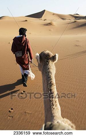 Stock Photo - A Man Leads His Camel Over The Sand Dunes; Morocco. Fotosearch