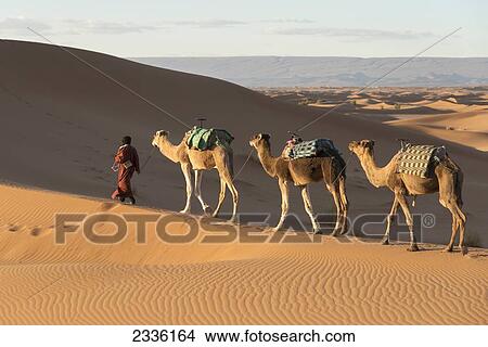 A Man Leads Three Camels Across The Erg Chegaga Dunes; Morocco View Large Photo Image Picture - A Man Leads Three Camels Across The Erg Chegaga Dunes; Morocco. Fotosearch