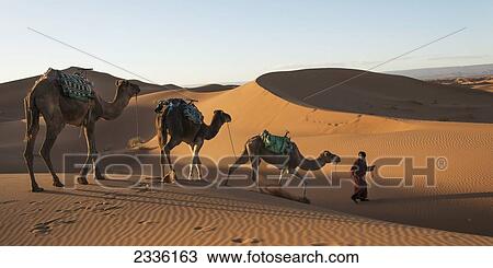 A Man Leads Three Camels Across The Erg Chegaga Dunes; Morocco View Large Photo Image Stock Image - A Man Leads Three Camels Across The Erg Chegaga Dunes; Morocco. Fotosearch