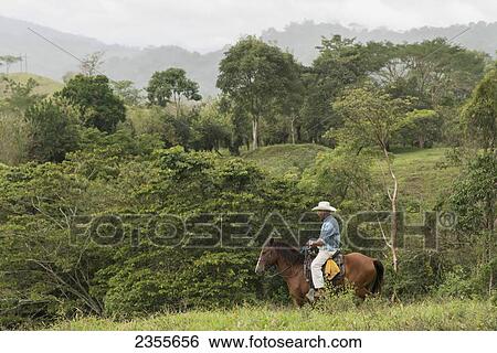 A Man Rides Horseback Through A Tree Filled Landscape; Zacapa, Guatemala View Large Photo Image Stock Photograph - A Man Rides Horseback Through A Tree Filled Landscape; Zacapa, Guatemala. Fotosearch