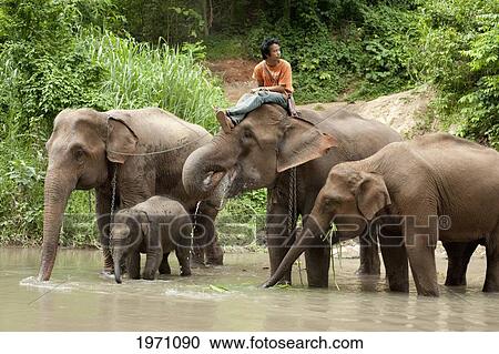 Stock Image - A Man Sitting On An Elephant As A Group Of Elephants Drink From The Water; Chiang Mai Thailand. Fotosearch