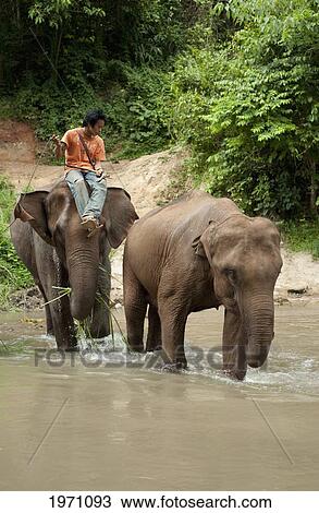 Stock Image - A Man Sitting On An Elephant As Elephants Drink From The Water; Chiang Mai Thailand. Fotosearch