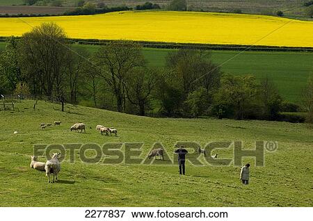 A man stands in a field with sheep in the countryside at Rockingham Castle; Leicestershire, England View Large Photo Image Stock Photo - A man stands in a field with sheep in the countryside at Rockingham Castle; Leicestershire, England. Fotosearch