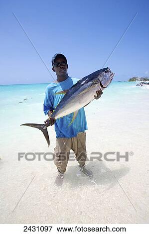 A man stands in the shallow water holding a large fish; Vamizi Island, Mozambique View Large Photo Image Stock Photo - A man stands in the shallow water holding a large fish; Vamizi Island, Mozambique. Fotosearch