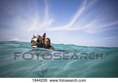 A Man Swims With A Horse In The Ocean; Runaway Bay Jamaica View Large Photo Image Stock Photograph - A Man Swims With A Horse In The Ocean; Runaway Bay Jamaica. Fotosearch