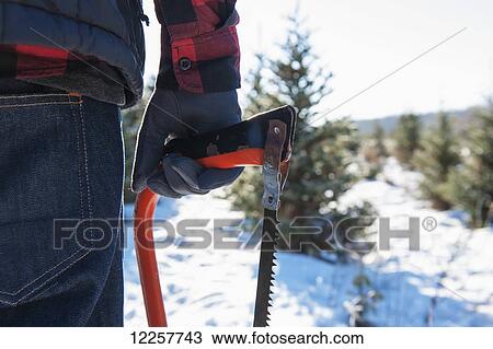 Stock Image - A man walking to choose and cut a fresh Christmas tree at a Christmas tree farm; Minnesota, United States of America. Fotosearch
