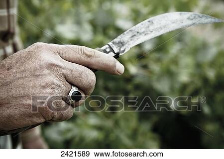 Stock Photo - A man's hand holding a curved knife for grape harvesting; Cappadocia, Turkey. Fotosearch
