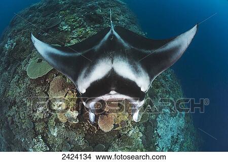 A manta ray (Manta alfredi) gets close to the reef to be inspected by small cleaner wrasse on Manta Reef; Island of Kandavu, Fiji View Large Photo Image Picture - A manta ray (Manta alfredi) gets close to the reef to be inspected by small cleaner wrasse on Manta Reef; Island of Kandavu, Fiji. Fotosearch