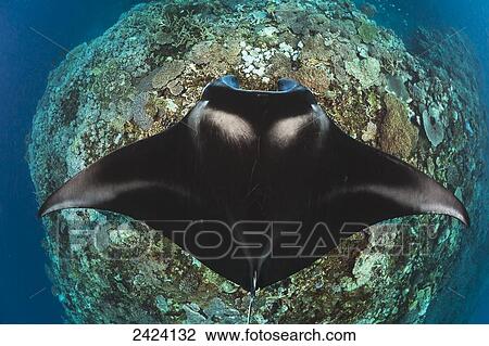 A manta ray (Manta alfredi) gets close to the reef to be inspected by small cleaner wrasse on Manta Reef; Island of Kandavu, Fiji View Large Photo Image Stock Image - A manta ray (Manta alfredi) gets close to the reef to be inspected by small cleaner wrasse on Manta Reef; Island of Kandavu, Fiji. Fotosearch