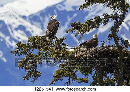 A mated pair of Bald Eagles (Haliaeetus leucocephalus) watch over their newly hatched young in their nest in SE Alaska's Tongass National Forest near Juneau, Inside Passage; Alaska, United States of America View Large Photo Image Stock Image - A mated pair of Bald Eagles (Haliaeetus leucocephalus) watch over their newly hatched young in their nest in SE Alaska's Tongass National Forest near Juneau, Inside Passage; Alaska, United States of America. Fotosearch