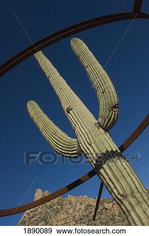 A Metal Ring Around A Saguaro Cacti In The Sonoran Desert. View Large Photo Image Stock Photo - A Metal Ring Around A Saguaro Cacti In The Sonoran Desert.. Fotosearch