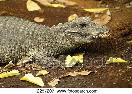 Stock Photo - A miniature crocodile at the Calgary Zoo; Calgary, Alberta, Canada. Fotosearch