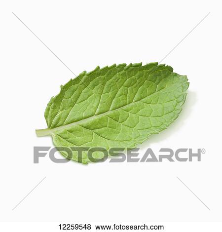 A mint leaf on a white background View Large Photo Image Stock Photo - A mint leaf on a white background. Fotosearch