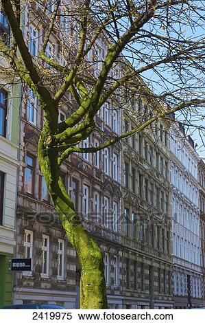 A moss covered leafless tree in front of a building and blue sky; Hamburg, Germany View Large Photo Image Stock Photography - A moss covered leafless tree in front of a building and blue sky; Hamburg, Germany. Fotosearch