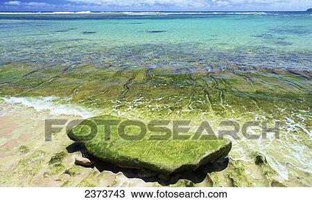 A moss covered rock on Haena Beach at the water's edge; Kauai, Hawaii, United States of America View Large Photo Image Stock Image - A moss covered rock on Haena Beach at the water's edge; Kauai, Hawaii, United States of America. Fotosearch