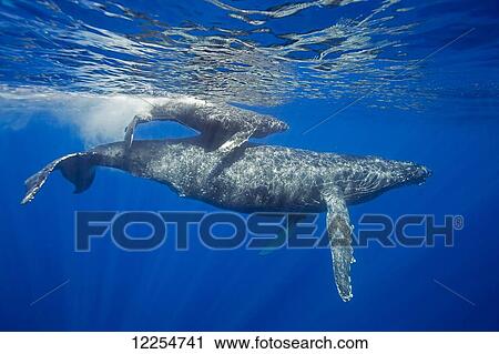 A mother and calf pair of humpback whales, (Megaptera novaeangliae), come to the water's surface; Maui, Hawaii, United States of America View Large Photo Image Stock Image - A mother and calf pair of humpback whales, (Megaptera novaeangliae), come to the water's surface; Maui, Hawaii, United States of America. Fotosearch