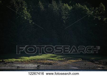 A mother grizzly bear (Ursus arctos horribilis) and her cub walk along the shores in the Khutzymateen Bear Sanctuary; British Columbia, Canada View Large Photo Image Stock Photograph - A mother grizzly bear (Ursus arctos horribilis) and her cub walk along the shores in the Khutzymateen Bear Sanctuary; British Columbia, Canada. Fotosearch