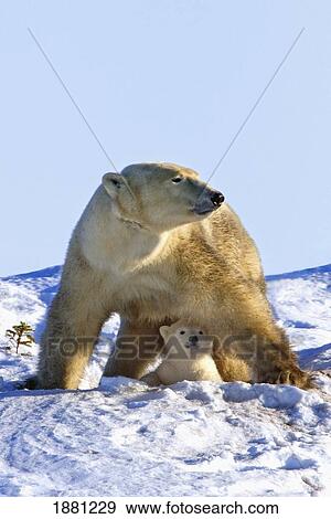 Stock Photo - A Mother Polar Bear (Ursus Maritimus) With Her Cub In Wapusk National Park; Churchill, Manitoba, Canada. Fotosearch