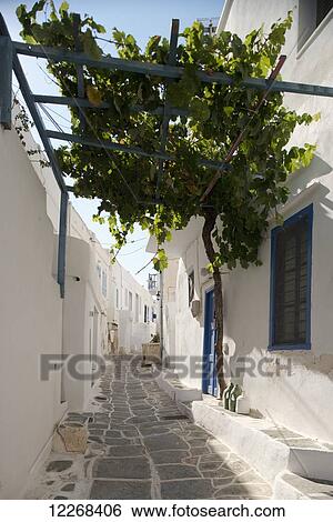A narrow stone alley covered by grape vines and whitewashed houses; Kastro, Sifnos, Cyclades, Greek Islands, Greece View Large Photo Image Stock Photograph - A narrow stone alley covered by grape vines and whitewashed houses; Kastro, Sifnos, Cyclades, Greek Islands, Greece. Fotosearch