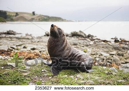 Stock Photo - A Native New Zealand Fur Seal (Arctocephalus Forsteri); Kaikoura, New Zealand. Fotosearch