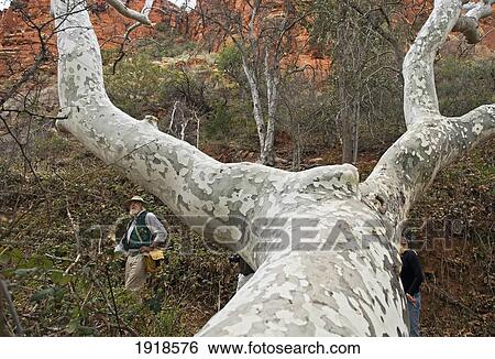 Stock Photograph - A Nature Walk At Red Rock State Park, Arizona, Usa. Fotosearch