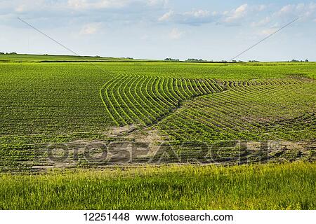Stock Photo - A newly planted field of soybeans shows erosion from excessive spring rains in central Iowa; Iowa, United States of America. Fotosearch