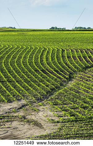 Stock Photo - A newly planted field of soybeans shows erosion from excessive spring rains in central Iowa; Iowa, United States of America. Fotosearch