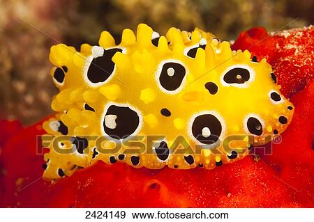 Stock Photo - A nudibranch (Phyllidia occellata) on encrusting red sponge; Fiji. Fotosearch