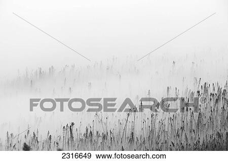 Stock Photo - A Old Forest Fire Aftermath Shrouded In Morning Mist Along The Dempster Highway; Yukon Canada. Fotosearch