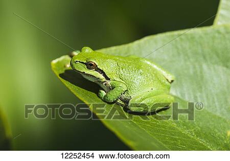 Picture - A Pacific Tree Frog (Pseudacris regilla) rests on a Wapato Leaf; Astoria, Oregon, United States of America. Fotosearch