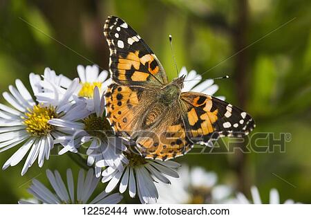 Picture - A Painted Lady (Cynthia) butterfly searches for nectar in aster blossoms; Astoria, Oregon, United States of America. Fotosearch