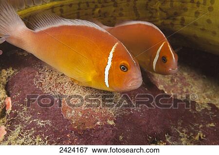 A pair of common anemonefish (Amphiprion perideraion) over their egg mass, at the base of the anemone (Heteractis magnifica); Yap, Micronesia View Large Photo Image Stock Photo - A pair of common anemonefish (Amphiprion perideraion) over their egg mass, at the base of the anemone (Heteractis magnifica); Yap, Micronesia. Fotosearch