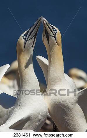 A pair of Northern Gannets (Morrus bassanus) engages in a mating ritual on Bonaventure Island, near the town of Perce on the Gaspe Peninsula; Quebec, Canada View Large Photo Image Stock Image - A pair of Northern Gannets (Morrus bassanus) engages in a mating ritual on Bonaventure Island, near the town of Perce on the Gaspe Peninsula; Quebec, Canada. Fotosearch