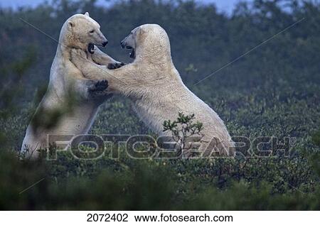 Stock Image - A Pair Of Polar Bears Sparring, Manitoba, Canada. Fotosearch