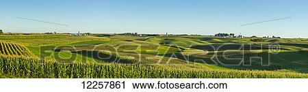A panoramic view of alfalfa fields and corn fields that are terraced among dairy farms; Iowa, United States of America View Large Photo Image Stock Image - A panoramic view of alfalfa fields and corn fields that are terraced among dairy farms; Iowa, United States of America. Fotosearch
