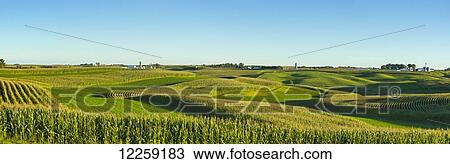 Stock Image - A panoramic view of alfalfa fields and corn fields are terraced among dairy farms; Iowa, United States of America. Fotosearch