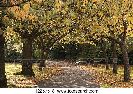 A path lined with autumn coloured trees and a bench in a park; Gateshead, Tyne and Wear, England View Large Photo Image Stock Photo - A path lined with autumn coloured trees and a bench in a park; Gateshead, Tyne and Wear, England. Fotosearch