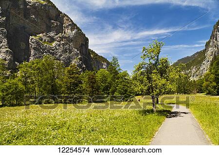 A path through lush grass and trees in the swiss alps; Murren, Bernese Oberland, Switzerland View Large Photo Image Picture - A path through lush grass and trees in the swiss alps; Murren, Bernese Oberland, Switzerland. Fotosearch